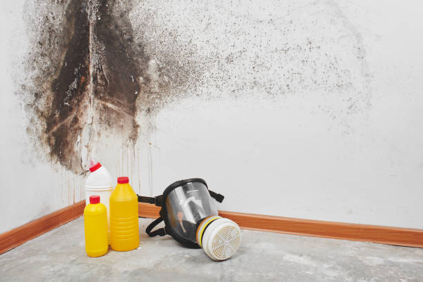 Trusted Forest City, FL Mold Removal Experts