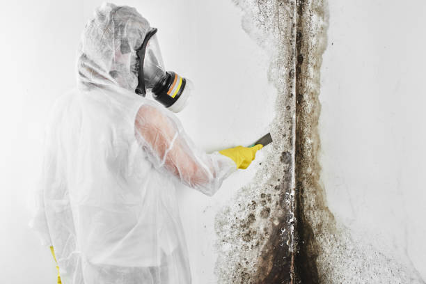 Best Affordable Mold Removal  in Forest City, FL