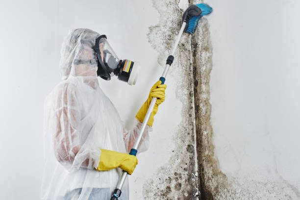 Best Toxic Mold Removal  in Forest City, FL