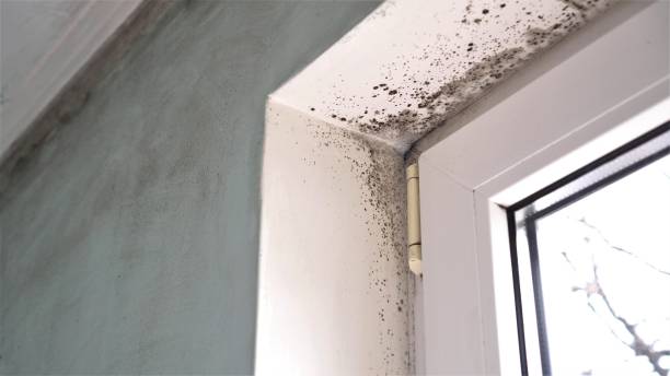 Best Toxic Mold Removal  in Forest City, FL