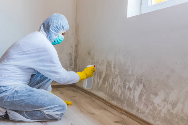 Best Attic Mold Removal  in Forest City, FL