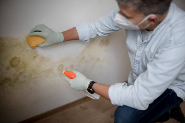 Best Residential Mold Removal  in Forest City, FL