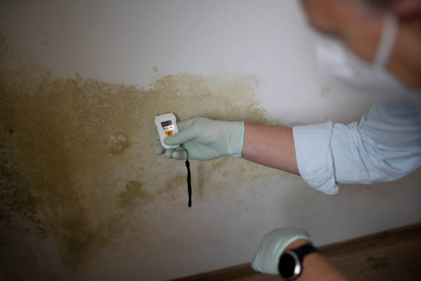 Best Affordable Mold Removal  in Forest City, FL