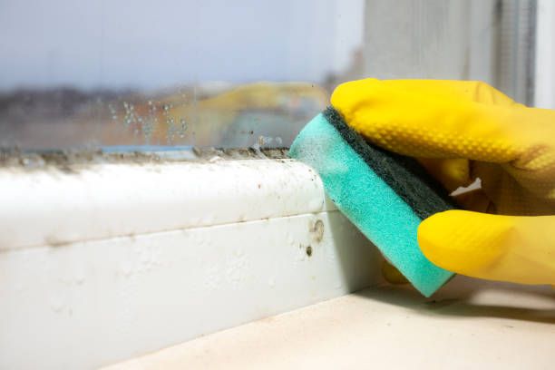Best Attic Mold Removal  in Forest City, FL