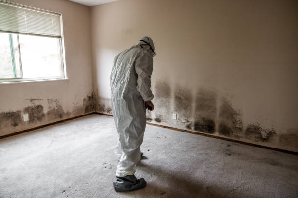 Best Mold Remediation Services  in Forest City, FL