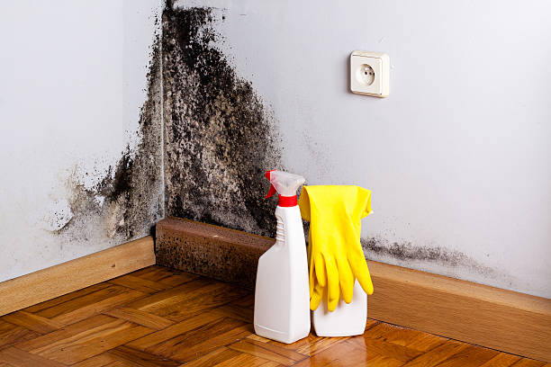 Best Certified Mold Removal  in Forest City, FL