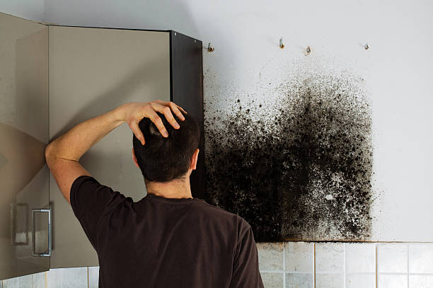 Best Commercial Mold Removal  in Forest City, FL