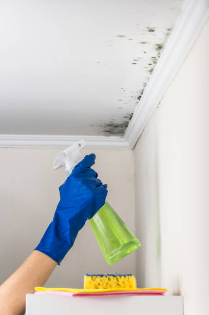 Best Black Mold Removal  in Forest City, FL